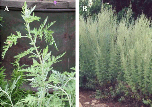 african wormwood