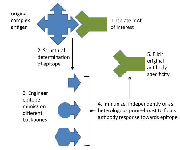 Epitope And Paratope