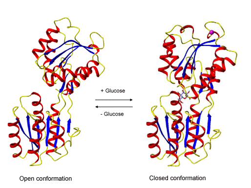 protein conformational change