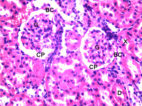 rat kidney histology