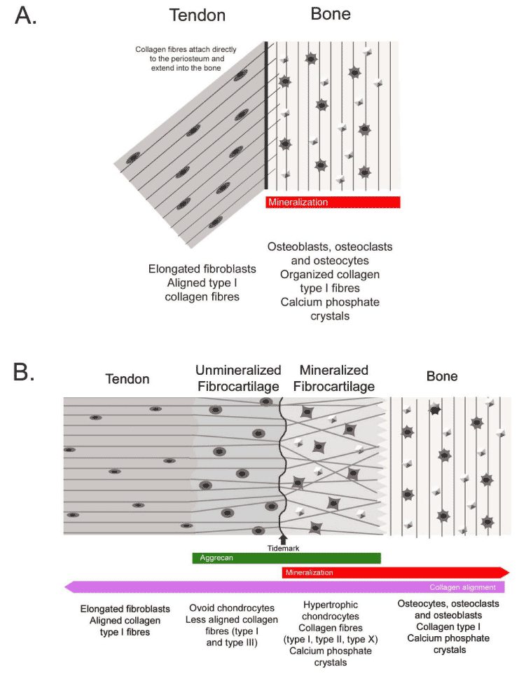 enthesis of tendon enthesis of tendon