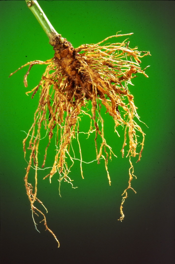 Root Nematodes List of High Impact Articles PPts Journals Videos