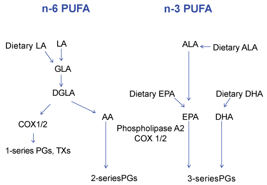 Porno Trans Fats