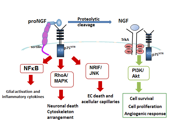 Schematic representation