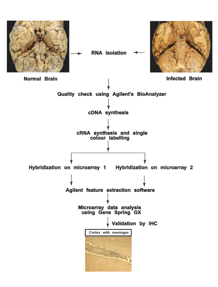 thesis on extrapulmonary tuberculosis thesis on extrapulmonary tuberculosis