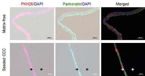 Immunofluorescence