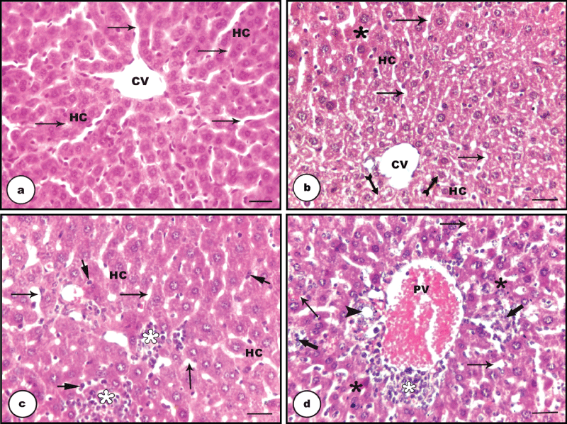 photomicrograph