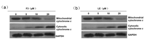 cytochrome