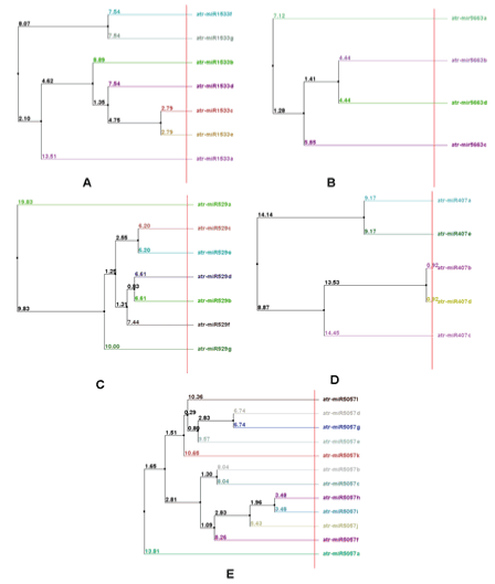 Phylogenetic