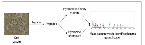 Glycoproteomic