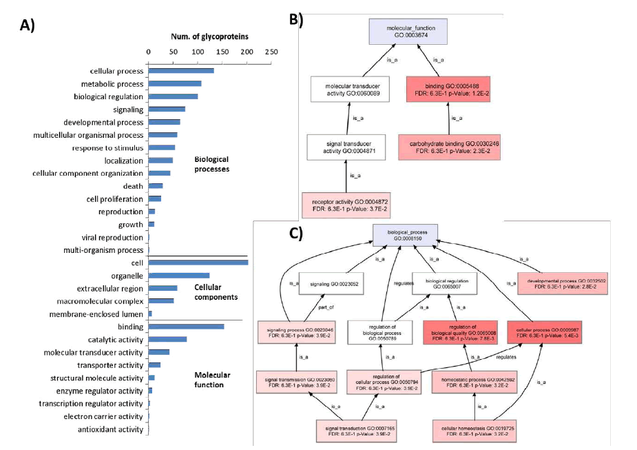 Glycoproteomic