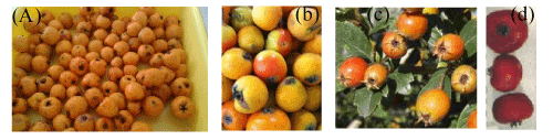 Phenotipic