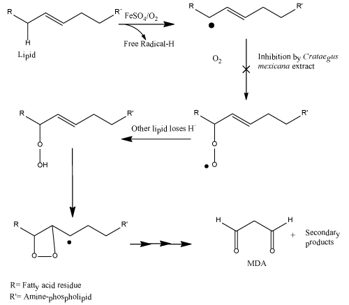 Malondihaldehyde