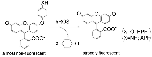 hydroxyphenyl