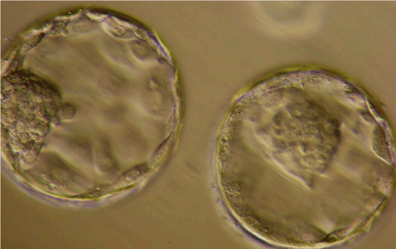 Embryos