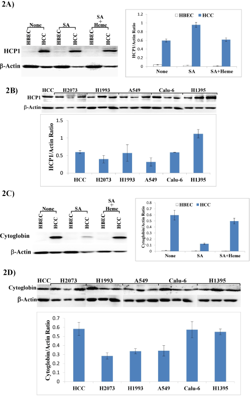 hemoproteins