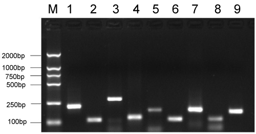 pcr troubleshooting band in negative control pcr troubleshooting band in negative control