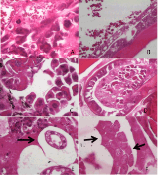 Histology
