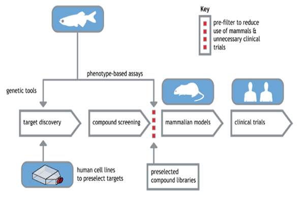 Zebrafish