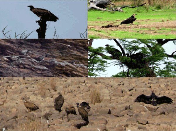 Vultures