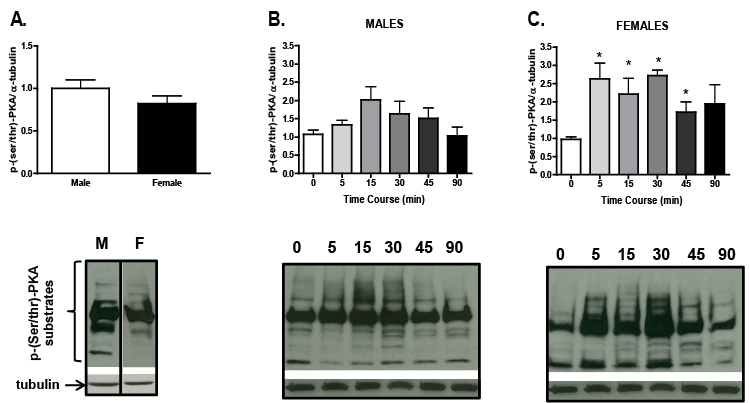 phospho