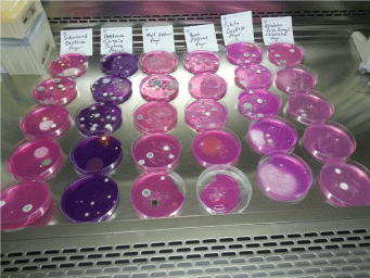 Bacteria