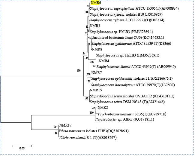 phylogenetic