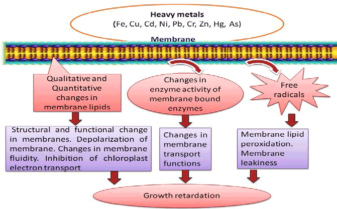 membrane