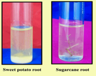 Oozing of endophytic 