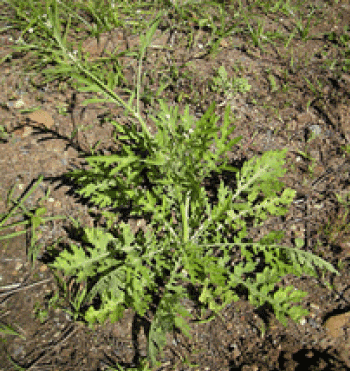Parthenium
