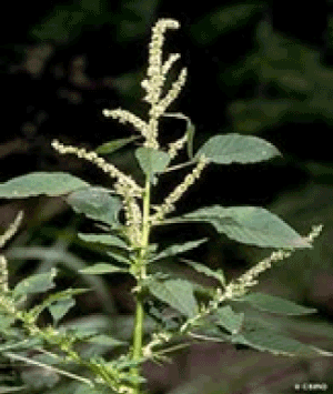 Amaranthus