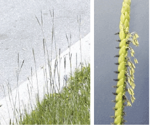 Paspalum