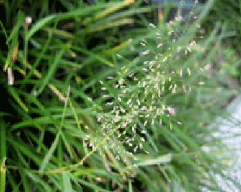 Eragrostis