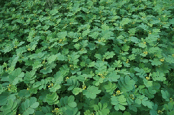 Cassia tora