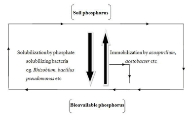 phosphorus
