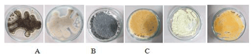 Fungal