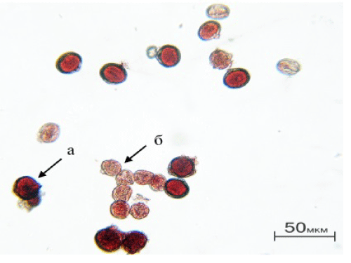 Pollen