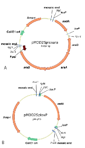 Plasmid