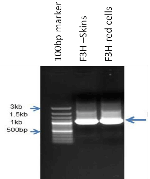Cloning