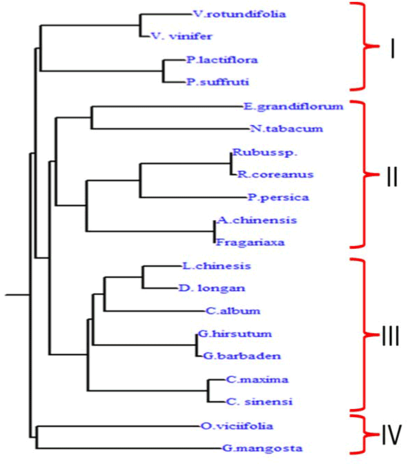 phylogenetic