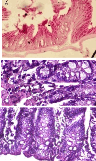 Histology