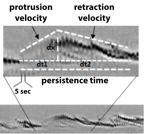 Quantitation