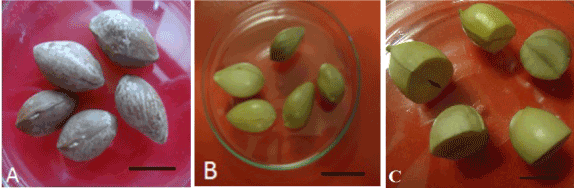 Seeds