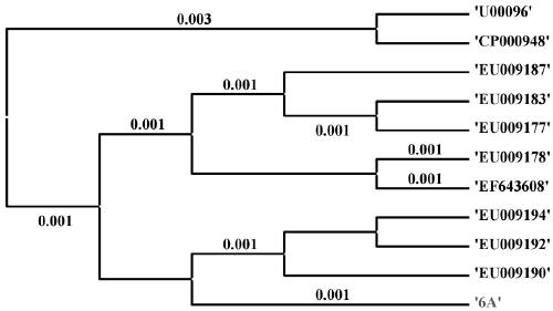 Phylogenetic