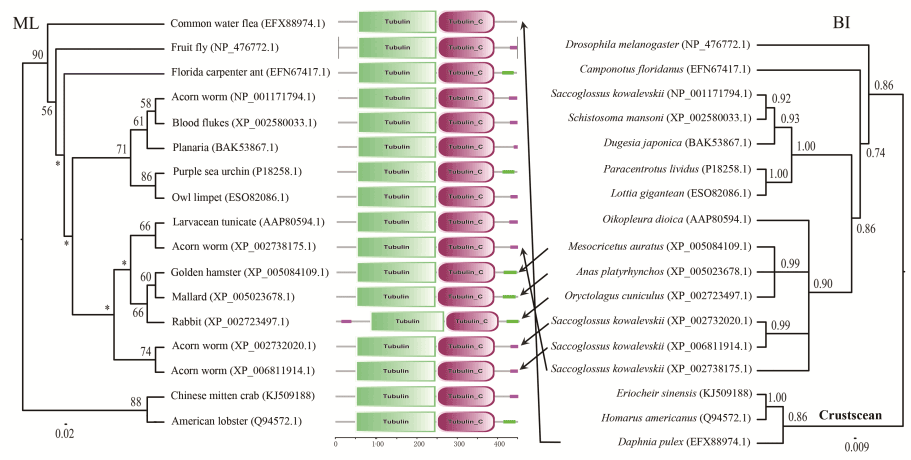 Phylogenetic