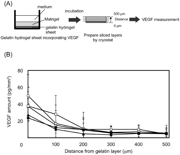 Time profiles of VEGF
