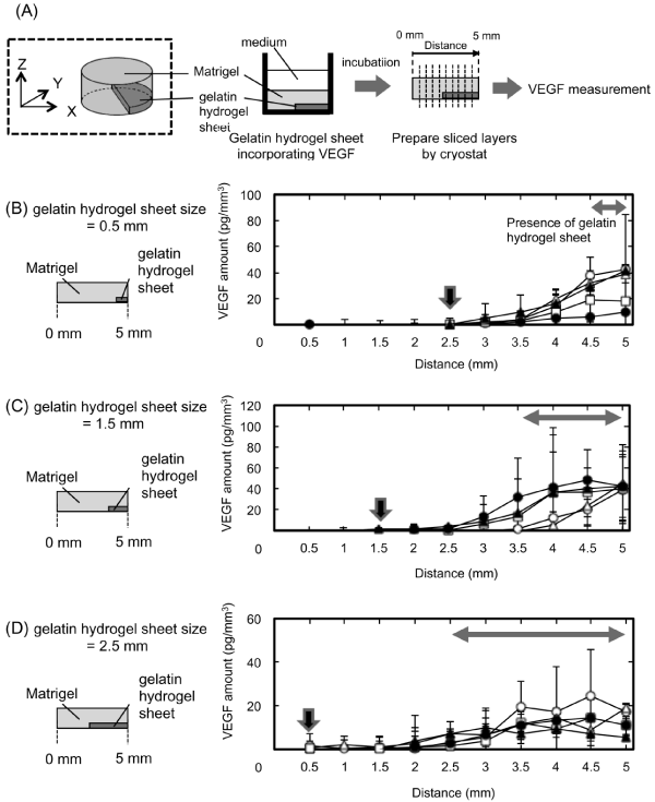 gelatin hydrogel