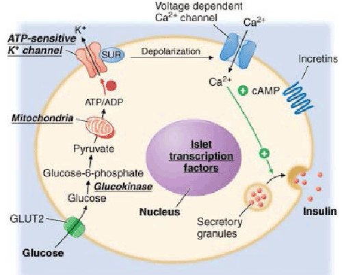 insulin