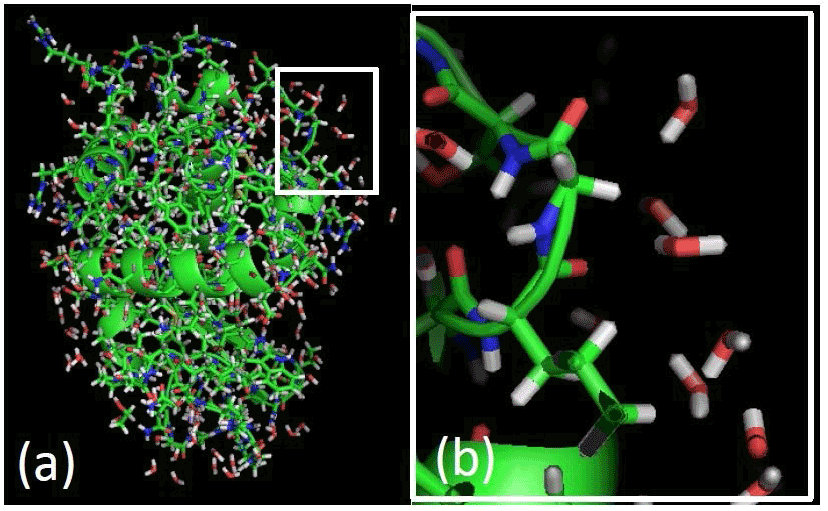 lysozyme