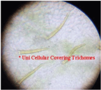 Trichomes